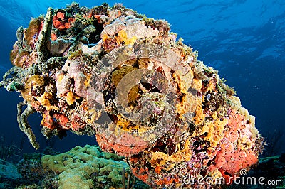 Colorful underside of coral outcropping. Stock Photo