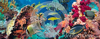 Colorful underwater reef with coral and sponges Stock Photo