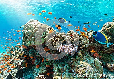 Colorful underwater reef with tropical fishes in the Indian Ocean Stock Photo