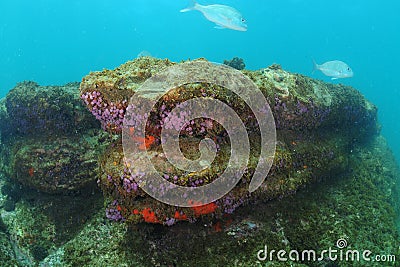 Colorful underwater rock in shallow water Stock Photo