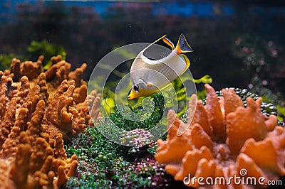 Colorful underwater world Stock Photo