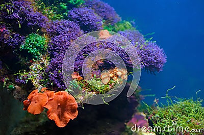 Colorful underwater world Stock Photo