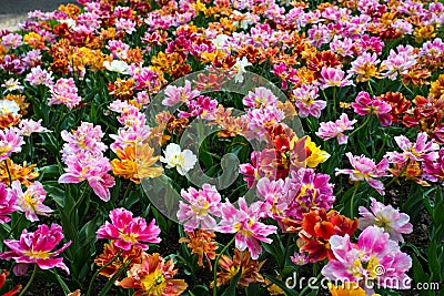 A colorful and variegate kinds of tulips flowers. Stock Photo