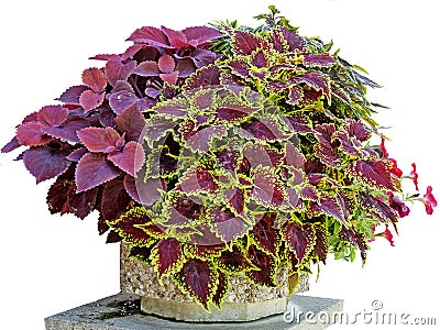 Colorful Coleus plant in red and variegated red-yellow leaves Stock Photo