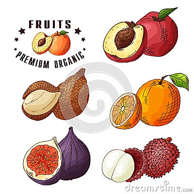 Colorful vector illustration. Food design with fruits. Hand drawn sketch of nectarine, ita palm, orange, figs, yumberry Vector Illustration