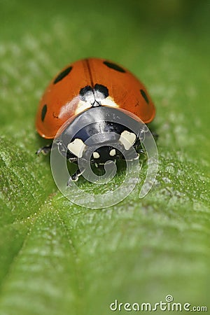 Colorful vertical closeup shot on a seven-spot ladybird, Coccinella septempunctata, on a green leaf Stock Photo