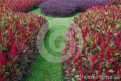 Colorful vertical garden. Stock Photo