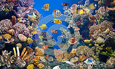 Colorful and vibrant aquarium life (large) Stock Photo