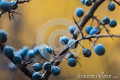 Bright and colorful autumn landscapes.Autumn blue turn. Stock Photo