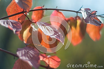 Colorful and vibrant autumn leaves. Stock Photo