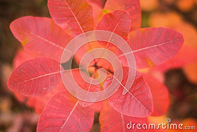 Colorful and vibrant autumn leaves. Stock Photo