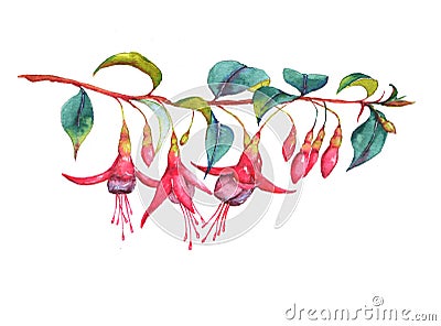 Colorful vibrant pink fuchsia branch Cartoon Illustration