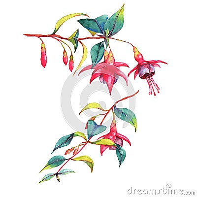 Colorful vibrant pink fuchsia branches Cartoon Illustration