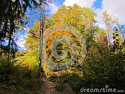 Colorful view of the path leading through a temperate, deciduous forest Stock Photo
