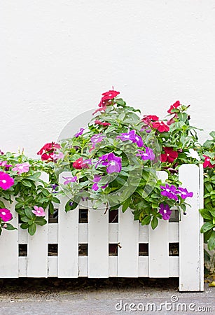 Colorful Vinca Flowers. Stock Photo