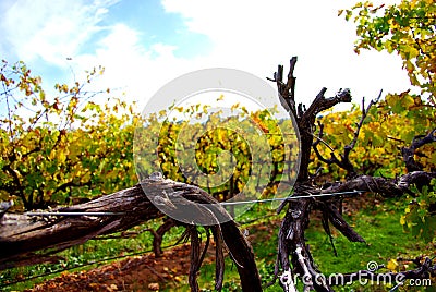 Colorful Vines, McLaren Vale Stock Photo