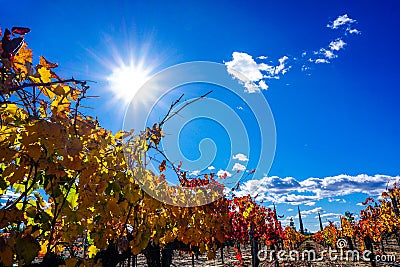 Colorful Vineyards Stock Photo