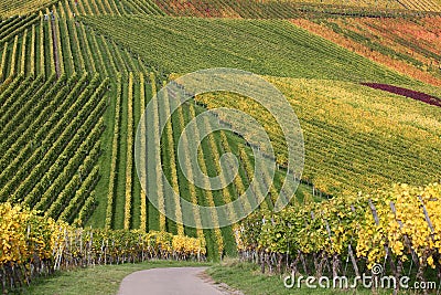 Colorful vineyards during the wine grapes harvest Stock Photo