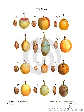 vintage botanical chart illustration of Prunus domestica fruits by Pierre Joseph Redoute, 1801 Cartoon Illustration