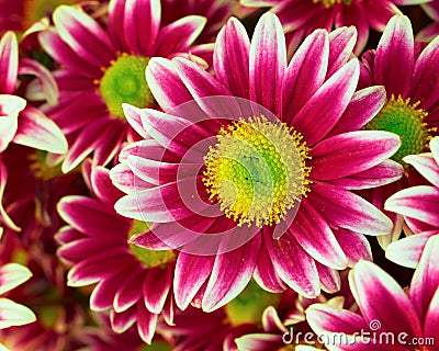 Colorful violet- white crysanthemums Stock Photo