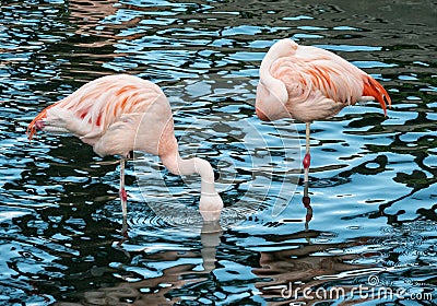 Pink Flamingos, wading birds Stock Photo