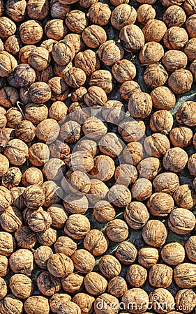 Colorful walnuts background Stock Photo