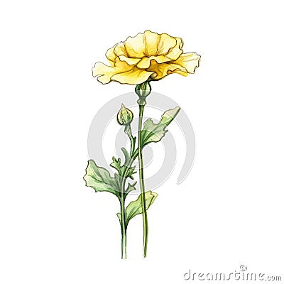 Colorful Watercolor Illustration Of A Yellow Carnation Plant Cartoon Illustration