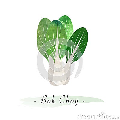 A Colorful watercolor texture vector healthy vegetable bok choy Vector Illustration