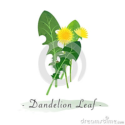 A Colorful watercolor texture vector healthy vegetable dandelion l Vector Illustration