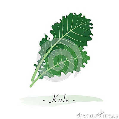 A Colorful watercolor texture vector healthy vegetable kale Vector Illustration