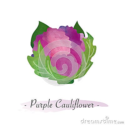 A Colorful watercolor texture vector healthy vegetable purple caul Vector Illustration