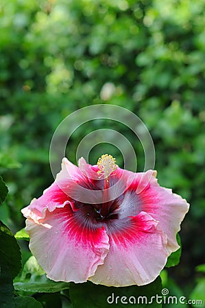 A Colorful Wet Hibiscus Malvaceae Stock Photo