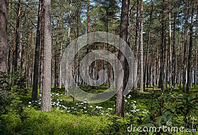 Colorful white Flowering Rhododendron in the wild sunny forest Stock Photo