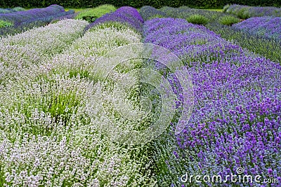 Colorful White and Purple Lavender Flowers Stock Photo