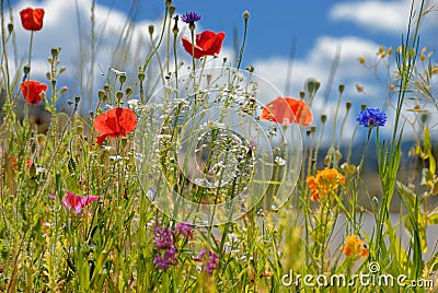 Colorful wildflowers Stock Photo