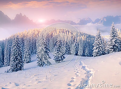 Colorful winter morning in foggy mountains Stock Photo