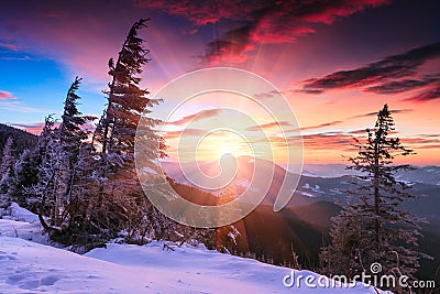 Colorful winter morning in the mountains. Dramatic overcast sky.View of snow-covered conifer trees at sunrise. Merry Christmas's Stock Photo