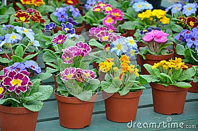 Colorful winter pansies Stock Photo