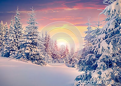 Colorful winter sunrise in mountain forest. Stock Photo