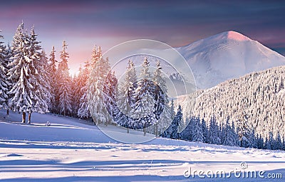 Colorful winter sunrise in snowy mountains Stock Photo