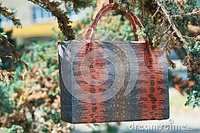 Colorful woman s bag with snake s skin imitation hangs on the tree Stock Photo