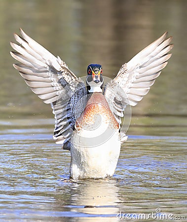 Colorful Wood Duck landing on the lake, Quebec Stock Photo