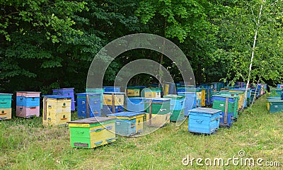 Colorful Wooden Beehives And Bees In Apiary Near Linden Forest in Ukraine. Beekeeping Or Apiculture Concept Of Countryside Stock Photo