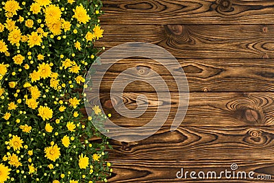 Colorful yellow border of fall chrysanthemums Stock Photo