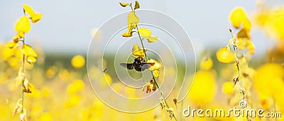 Colorful yellow flowers field in bright sunlight. Sunn hemp flowers are in bloom, bumblebee and bee flying while collecting a Stock Photo