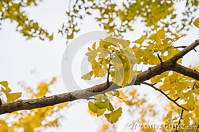 Colorful yellow ginko leaves branch tree in showa kinen park, To Stock Photo