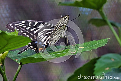 Colorful yellow swallowtail staring while resting on a green leaf. Stock Photo