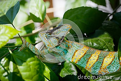 Colorful Yemen chameleon close up Stock Photo