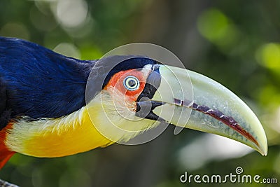 Colorful young Toco Toucan tropical bird in Pantanal with blue eyes, Brazil Stock Photo