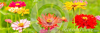 Colorful zinnia flowers Stock Photo